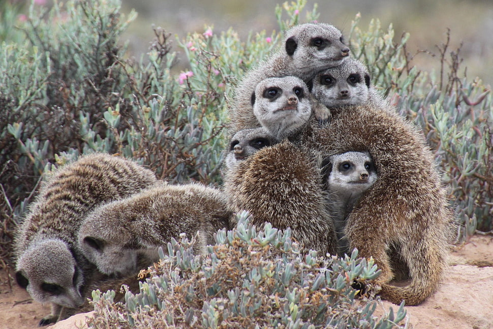 Meerkats,  Much,  Pressed,  Animals HD wallpaper