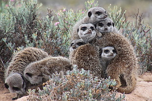 Meerkats,  Much,  Pressed,  Animals