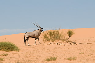 gray and black antelope on brown sand, gemsbok