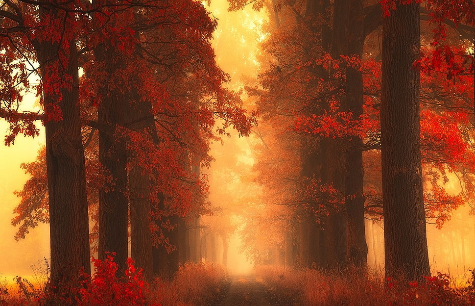 pathway between trees HD wallpaper