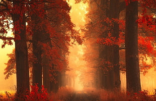 pathway between trees