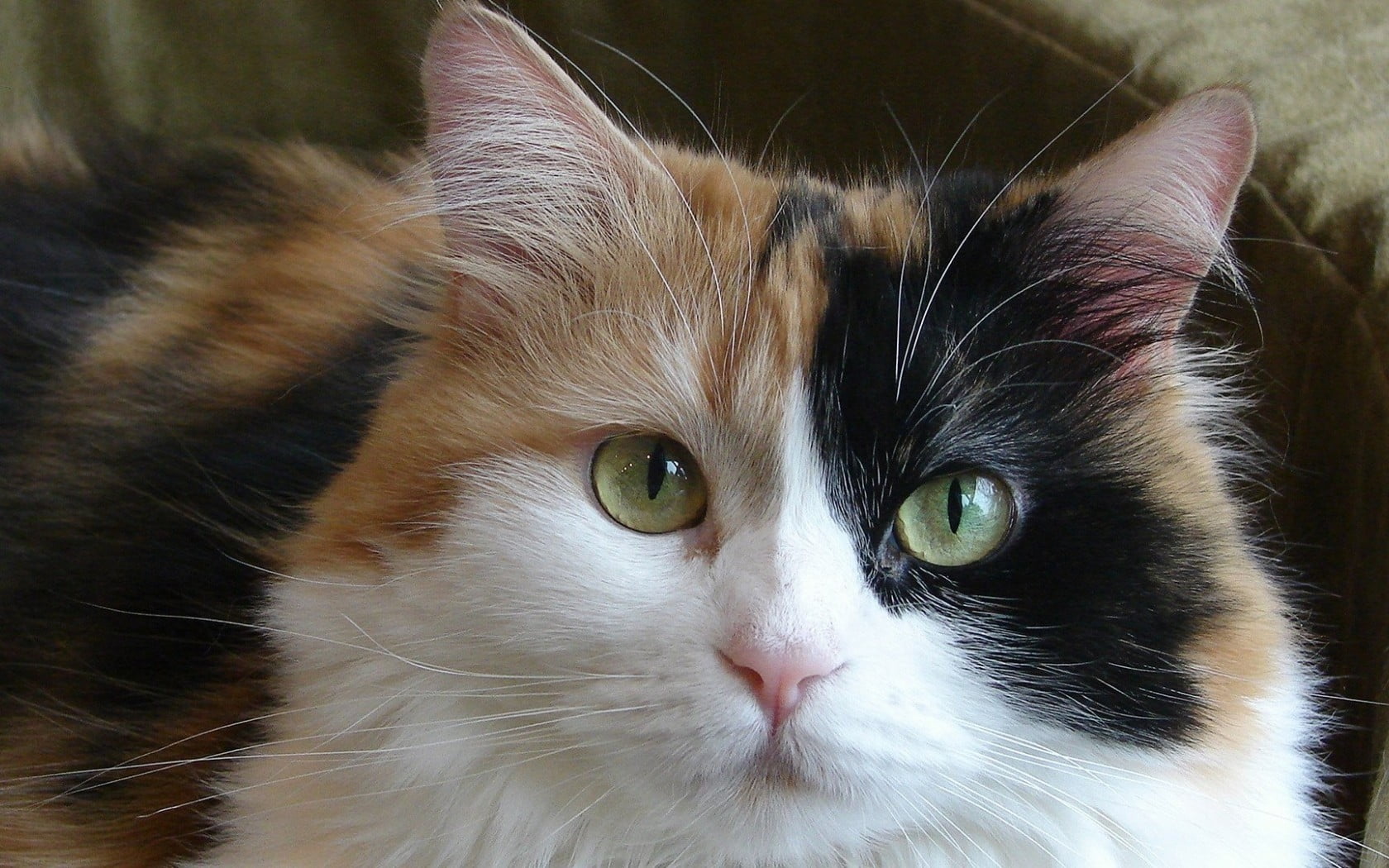 calico cat portrait