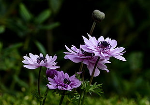 shallow focus photography of purple flowers