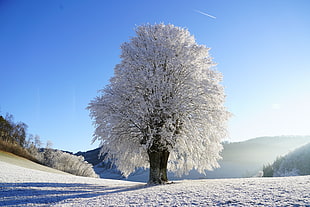white leaf tree during daytime