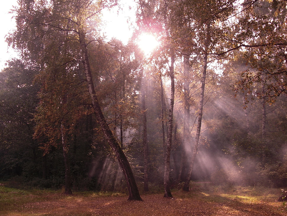 sunlight on forest HD wallpaper