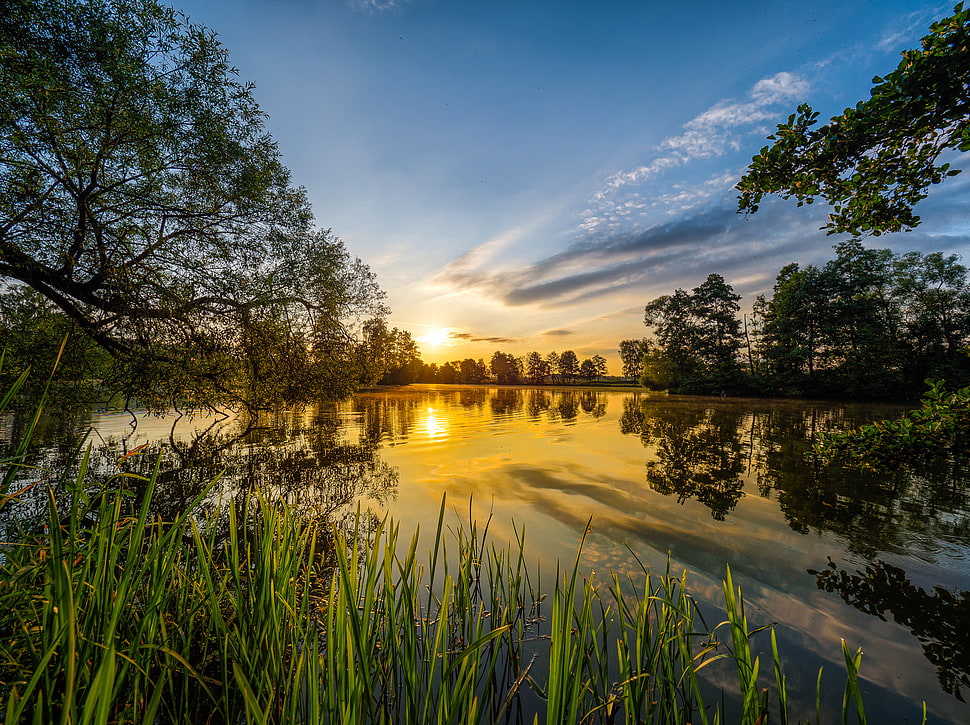 green leafed trees, nature, reflection, Sun, trees HD wallpaper