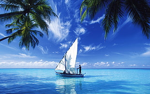 white and blue sailboat, sailing ship, Maldives, Riyalu Dhoni, Coconut palms
