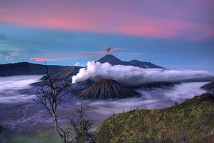 leafless tree and volcano view