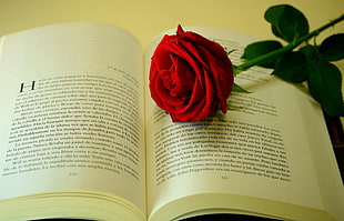 red rose on white book page