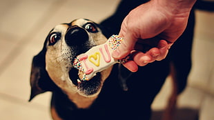 person giving dog a cookie treat HD wallpaper