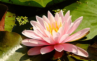 pink lotus flower on body of water HD wallpaper