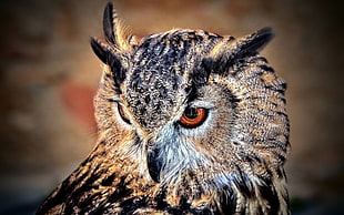 photo of grey and black Owl