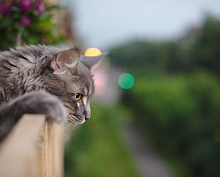 gray long-coat cat on rails HD wallpaper