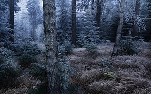 forest interior, nature, landscape, forest, frost