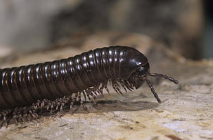closeup photo of brown millipede