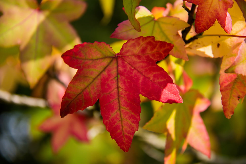 Maple tree leaf HD wallpaper
