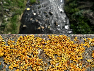 yellow rust, blurred HD wallpaper