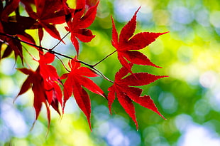 red maple leaves, maple leaves