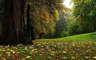 green grassland and trees photo HD wallpaper