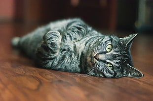 gray tabby cat, animals, cat, indoors HD wallpaper