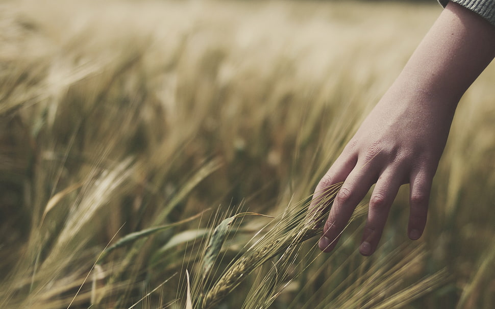 person holding green grass HD wallpaper