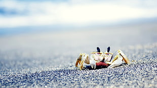 yellow and white crab, crabs, sea, sand, animals HD wallpaper