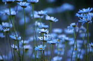 blue daisy flowers during daytime