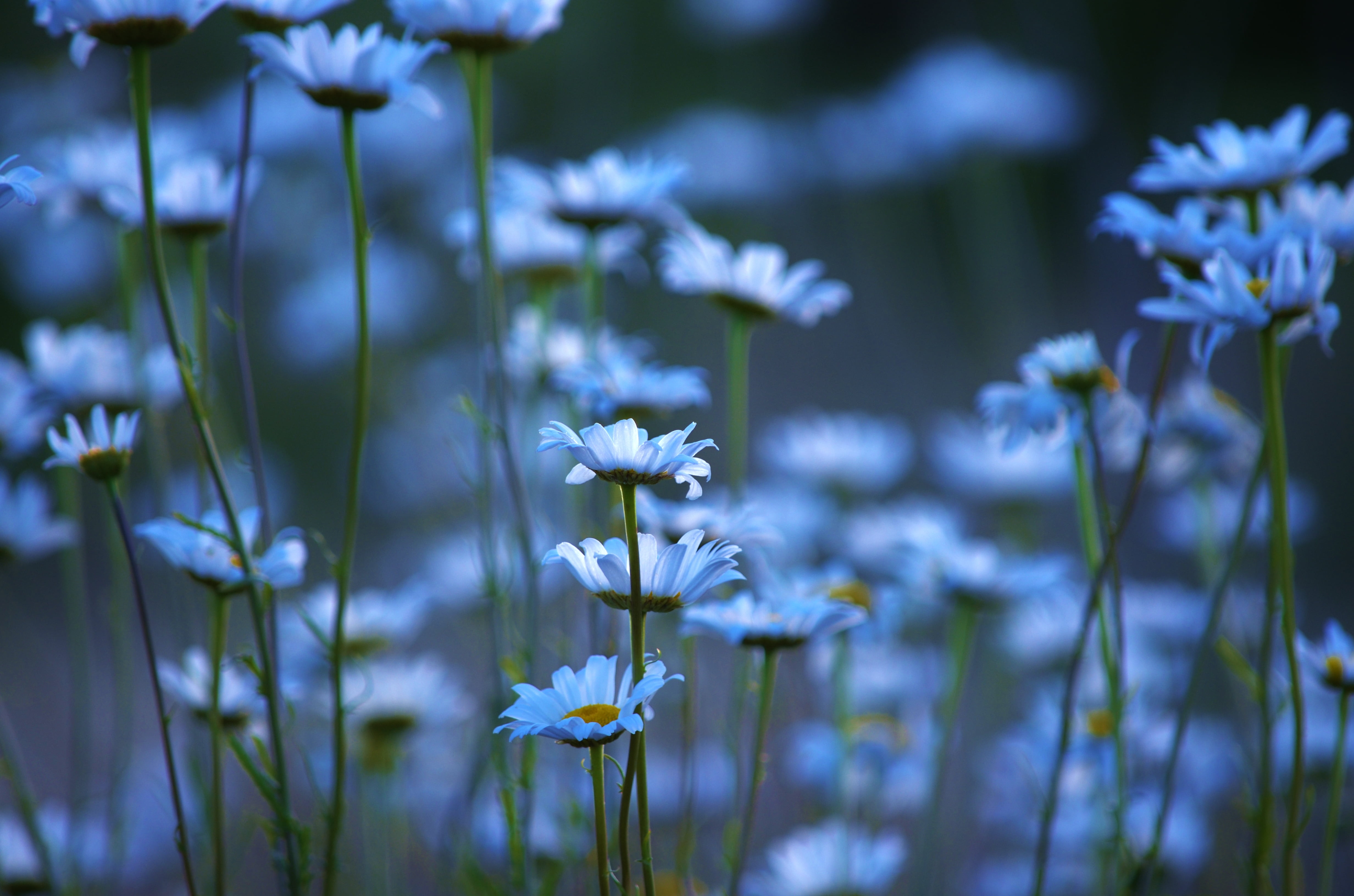 Blue Daisy Flowers During Daytime Hd Wallpaper Wallpaper Flare