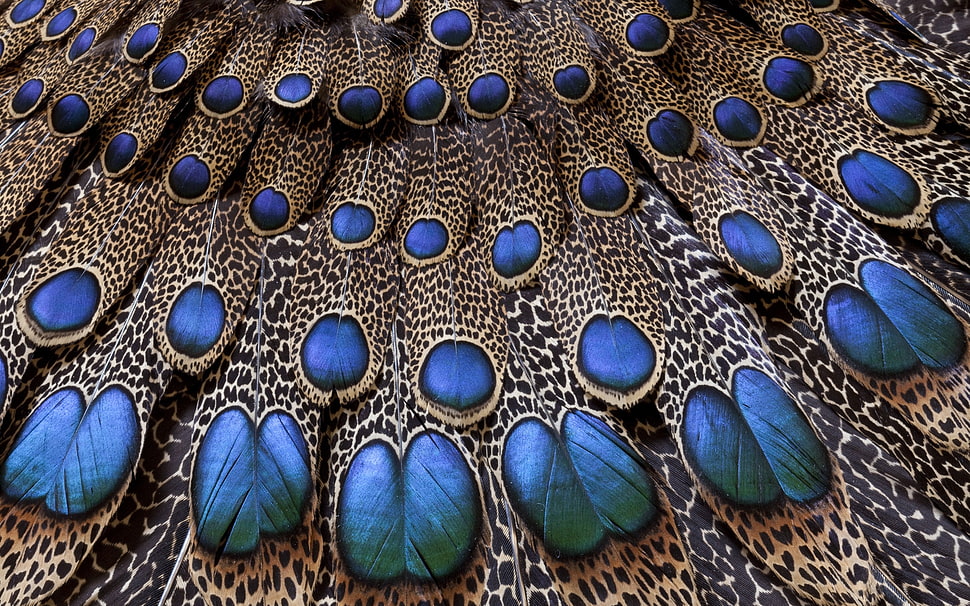blue and brown peacock feather HD wallpaper