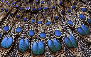 blue and brown peacock feather HD wallpaper