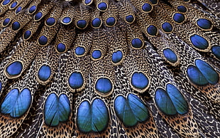 blue and brown peacock feather