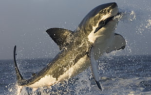 shark leaping on sea at daytime