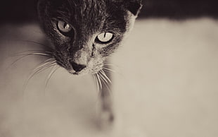 grayscale photo of a cat