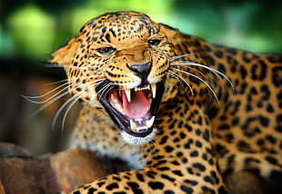 Leopard HD wallpaper