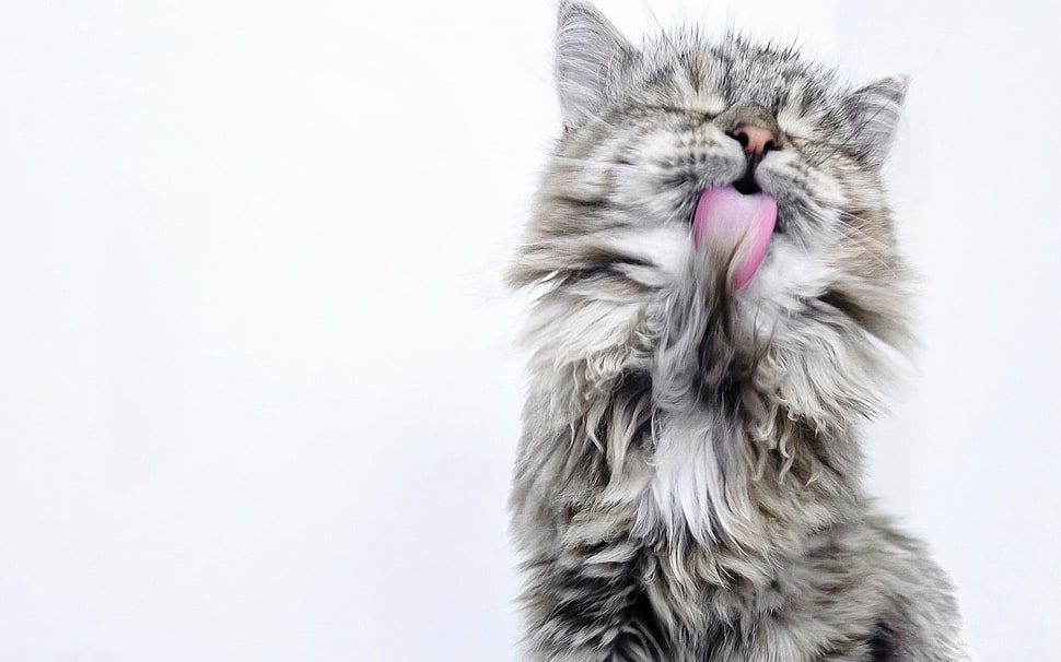 grey and white fur cat HD wallpaper