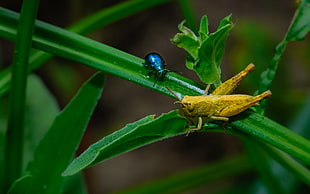 yellow grasshopper beside blue beetle on green plant