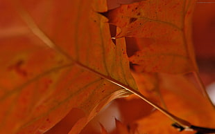 closeup photography of brown leaf HD wallpaper