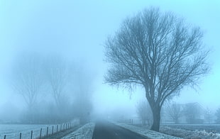 withered trees during foggy winter day