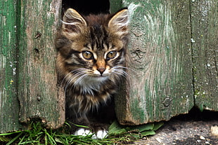brown and black long-fur in between of green painted board HD wallpaper