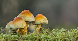 brown mushroom on ground HD wallpaper