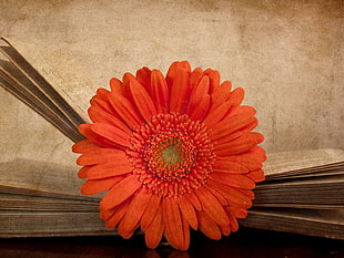 orange Gerbera flower