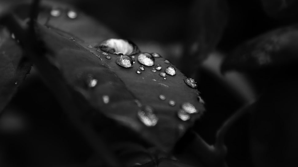 grayscale photo of water droplets on leaf, monochrome, water drops, leaves, plants HD wallpaper