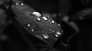 grayscale photo of water droplets on leaf, monochrome, water drops, leaves, plants