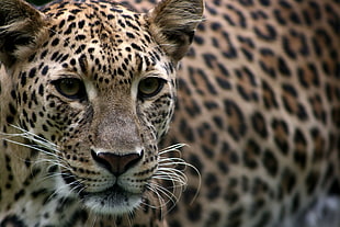 selective focus photography of leopard HD wallpaper