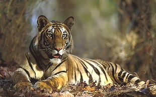 orange tiger HD wallpaper