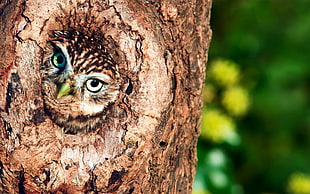 owl carved tree trunk HD wallpaper
