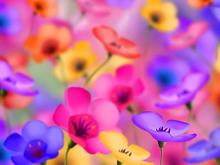 focus photography of colored flowers HD wallpaper