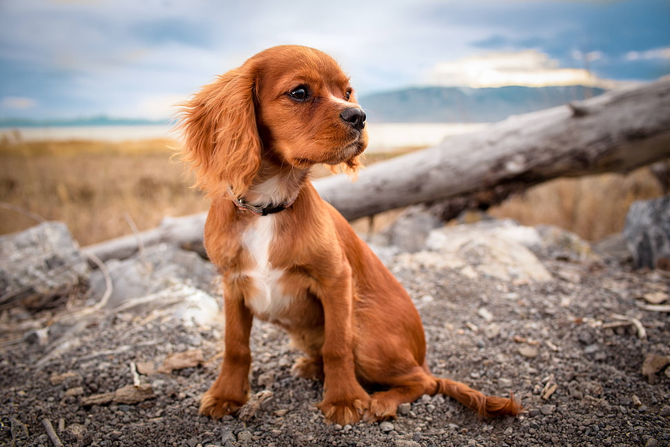 brown puppy on gray soil during daytime HD wallpaper