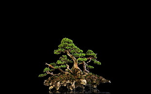 green bonsai plant HD wallpaper