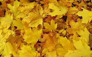 selective photo of Maple leaves